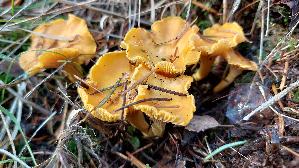 Pfifferling_Cantharellus-cibarius_20261019_150057.jpg