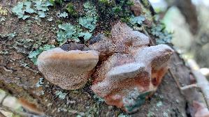 Pflaumen---Feu--erschwamm_Phellinus-tuberculosus_20250324_113420.jpg