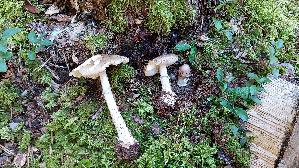 Porphyrbrauner-Wulstling_Amanita-porphyria_20250904_152842.jpg