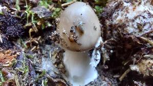 Porphyrbrauner-Wulstling_Amanita-porphyria_20250904_153022.jpg