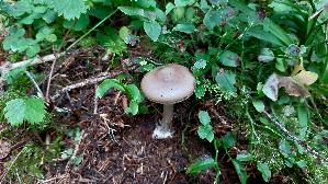 Porphyrbrauner-Wulstling_Amanita-porphyria_20250907_101146.jpg