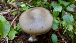 Porphyrbrauner-Wulstling_Amanita-porphyria_20250907_101218.jpg