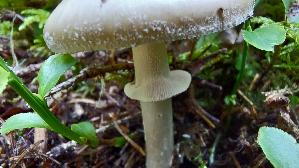 Porphyrbrauner-Wulstling_Amanita-porphyria_20250907_101238.jpg