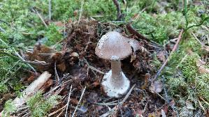 Porphyrbrauner-Wulstling_Amanita-porphyria_20260916_134326.jpg