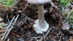 Porphyrbrauner-Wulstling_Amanita-porphyria_20260916_134349.jpg