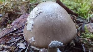 Porphyrbrauner-Wulstling_Amanita-porphyria_20260916_134402.jpg