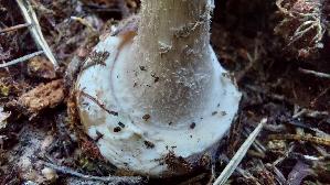 Porphyrbrauner-Wulstling_Amanita-porphyria_20260916_134414.jpg