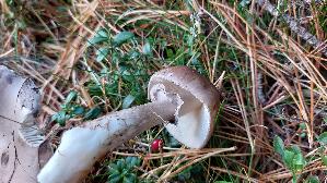 Porphyrbrauner-Wulstling_Amanita-porphyria_20260920_162853.jpg