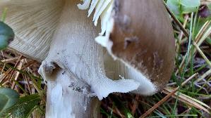 Porphyrbrauner-Wulstling_Amanita-porphyria_20260920_162912.jpg