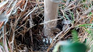 Porphyrbrauner-Wulstling_Amanita-porphyria_20260920_162958.jpg