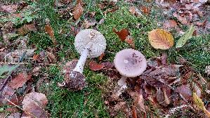 Porphyrbrauner-Wulstling_Amanita-porphyria_20261011_131011.jpg