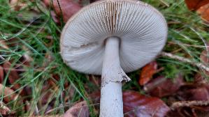 Porphyrbrauner-Wulstling_Amanita-porphyria_20261011_131041.jpg