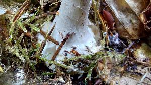 Porphyrbrauner-Wulstling_Amanita-porphyria_20261011_131116.jpg
