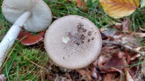 Porphyrbrauner-Wulstling_Amanita-porphyria_20261011_131134.jpg