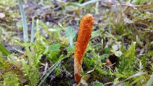 Puppen---Kernkeule_Cordyceps-militaris_20261003_144415.jpg