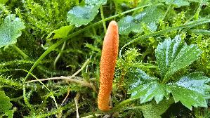 Puppen---Kernkeule_Cordyceps-militaris_20261003_144431.jpg