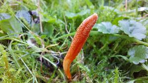 Puppen---Kernkeule_Cordyceps-militaris_20261003_144511.jpg