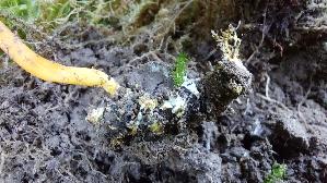Puppen---Kernkeule_Cordyceps-militaris_20261003_145036.jpg