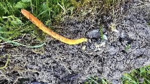 Puppen---Kernkeule_Cordyceps-militaris_20261003_145038.jpg