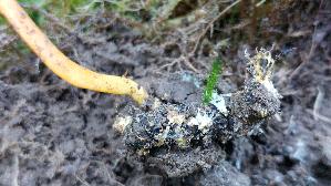 Puppen---Kernkeule_Cordyceps-militaris_20261003_145148.jpg