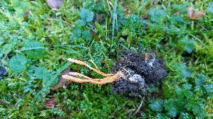 Puppen---Kernkeule_Cordyceps-militaris_20261003_145424.jpg
