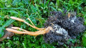 Puppen---Kernkeule_Cordyceps-militaris_20261003_145433.jpg