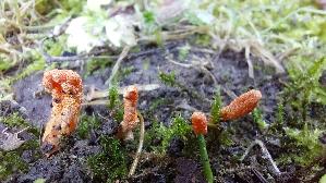 Puppen---Kernkeule_Cordyceps-militaris_20261003_150526.jpg
