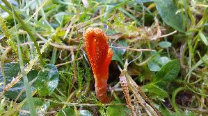 Puppen---Kernkeule_Cordyceps-militaris_20261022_100308.jpg
