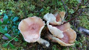 Purpurfilziger-Holzritterling_Tricholomopsis-rutilans_20250904_151334.jpg