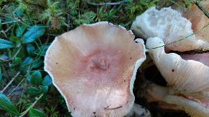 Purpurfilziger-Holzritterling_Tricholomopsis-rutilans_20250904_151352.jpg
