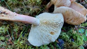 Purpurfilziger-Holzritterling_Tricholomopsis-rutilans_20250904_151424.jpg
