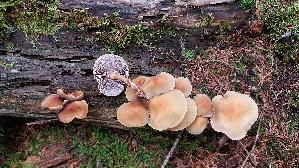 Rauchblaettriger-Schwefelkopf_Hypholoma-capnoides_20251005_111156.jpg