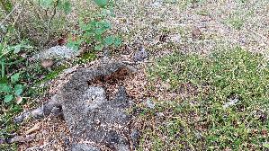 Rehbrauner-Dachpilz_Pluteus-cervinus_20250909_125256.jpg
