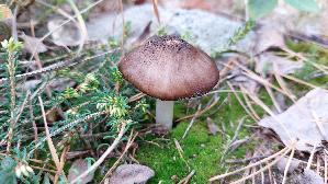 Rehbrauner-Dachpilz_Pluteus-cervinus_20250909_125330.jpg