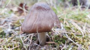 Rehbrauner-Dachpilz_Pluteus-cervinus_20250909_125442.jpg