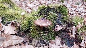 Rehbrauner-Dachpilz_Pluteus-cervinus_20260412_170520.jpg