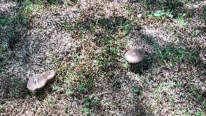 Rehbrauner-Dachpilz_Pluteus-cervinus_20260522_140420.jpg