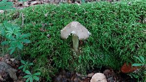 Rehbrauner-Dachpilz_Pluteus-cervinus_20260616_113431.jpg