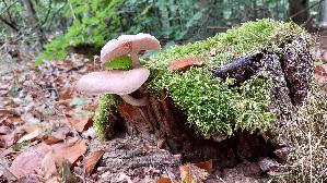 Rehbrauner-Dachpilz_Pluteus-cervinus_20260822_141500.jpg