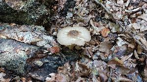 Rehbrauner-Dachpilz_Pluteus-cervinus_20260823_141632.jpg