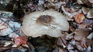 Rehbrauner-Dachpilz_Pluteus-cervinus_20260823_141647.jpg