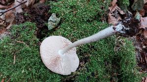 Rehbrauner-Dachpilz_Pluteus-cervinus_20260830_105026.jpg
