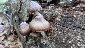 Rehbrauner-Dachpilz_Pluteus-cervinus_20260830_113636.jpg