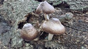 Rehbrauner-Dachpilz_Pluteus-cervinus_20260830_113645.jpg