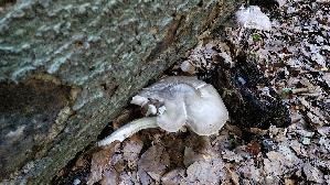 Rehbrauner-Dachpilz_Pluteus-cervinus_20260830_113721.jpg
