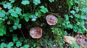 Rehbrauner-Dachpilz_Pluteus-cervinus_20261008_164132.jpg