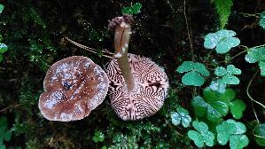 Rehbrauner-Dachpilz_Pluteus-cervinus_20261008_164159.jpg