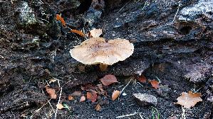 Rehbrauner-Dachpilz_Pluteus-cervinus_20261008_174337.jpg