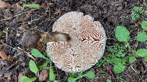 Rehbrauner-Dachpilz_Pluteus-cervinus_20261013_143548.jpg