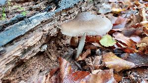 Rehbrauner-Dachpilz_Pluteus-cervinus_20261018_141515.jpg